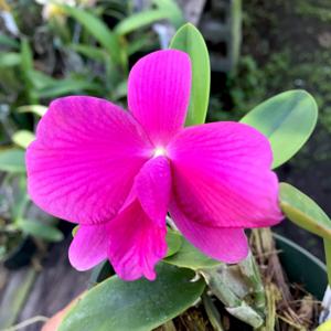 Cattleya Orpetii