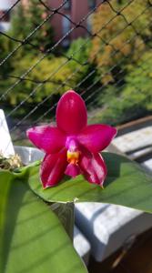 Phalaenopsis Nobby's Purple Eagle