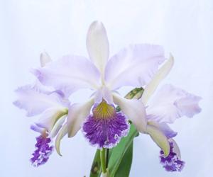 Cattleya Nobile's Blue Spring