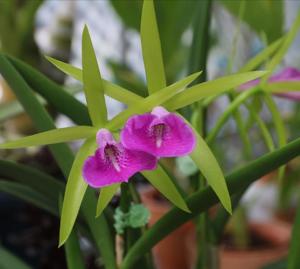 Brassocattleya Gulfshore's Beauty