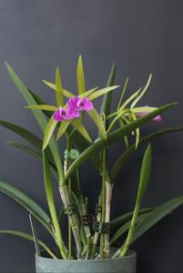 Brassocattleya Gulfshore's Beauty