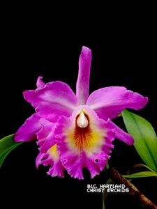 Rhyncholaeliocattleya Hartland