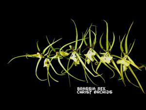 Brassia Rex