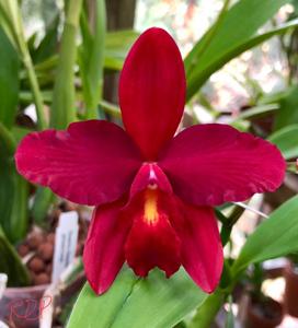 Cattleya Bright Angel