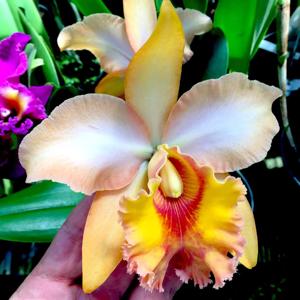 Rhyncholaeliocattleya Waianae King