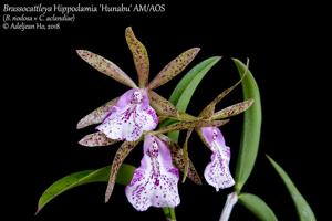 Brassocattleya Hippodamia