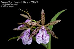 Brassocattleya Hippodamia