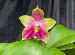 Phalaenopsis Mituo Reflex Bb