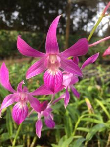 Dendrobium Nicha Surma