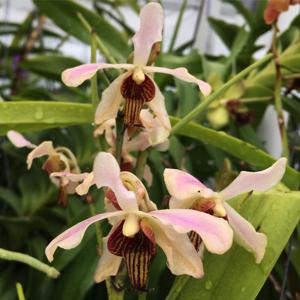 Papilisia taiwaniana