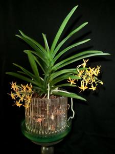 Vanda Twinkle