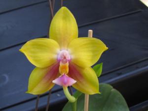 Phalaenopsis Mituo GH King Star