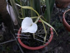 Brassavola Grand Stars