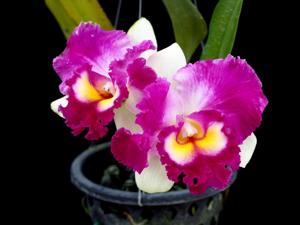 Rhyncholaeliocattleya Faye Miyamoto-Moscombe