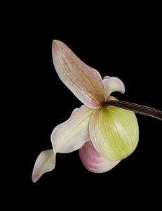 Phragmipedium Cardinale