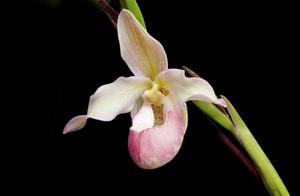 Phragmipedium Cardinale