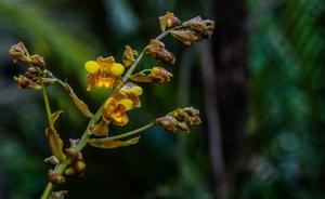 <i>Cypripedium</i> x <i>gigas</i>