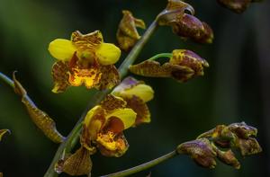 Cypripedium gigas