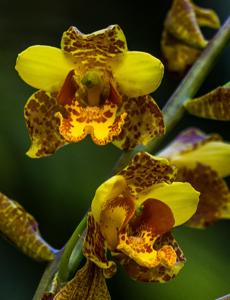 Cypripedium gigas