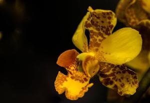 Cypripedium gigas