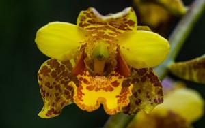 Cypripedium gigas