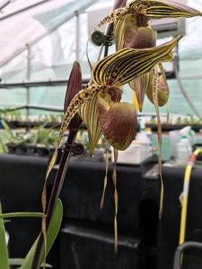 Paphiopedilum Kemp Tower-Wössner Black Wings