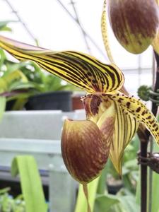 Paphiopedilum Kemp Tower-Wössner Black Wings