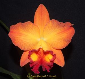 Rhyncholaeliocattleya Little Toshie