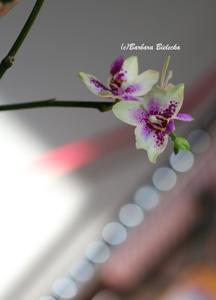 Phalaenopsis Tzu Chiang Lilac-tetraspis