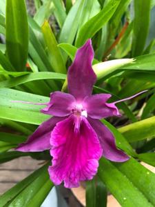 Miltonia Honolulu