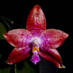 Phalaenopsis Tying Shin Fly Eagle