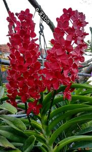 Vandachostylis Roll on Red