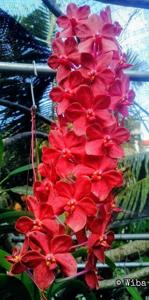 Vandachostylis Roll on Red