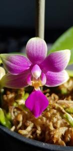 Phalaenopsis KS Mini Tris