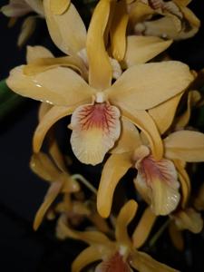 Dendrobium Stardust