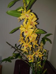 Dendrobium Stardust