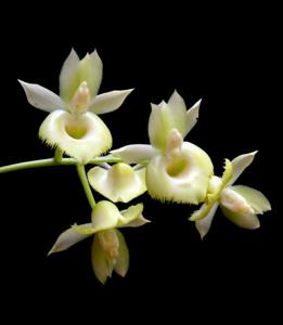 Catasetum dunstervillei