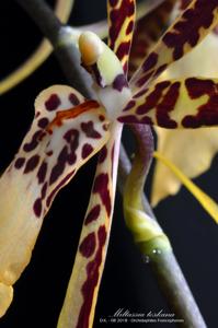 Brassidium Spider Star
