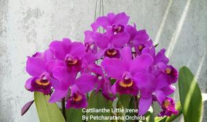 Cattlianthe Little Irene