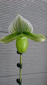 Paphiopedilum Hilo Green