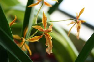 Oncidium Camilita Portilla