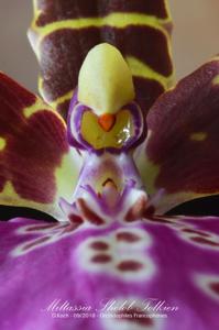 Wilhelmara Shelob-Marie Elle