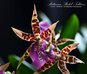 Wilhelmara Shelob-Marie Elle