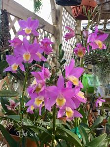 Guaricattonia Sadie Rainn