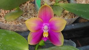 Phalaenopsis Zheng Min Sputtering