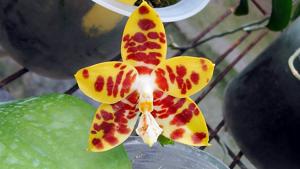 Phalaenopsis Zheng Min Deer