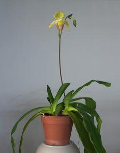 Paphiopedilum Prime Child