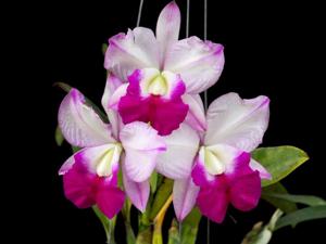 Cattleya Memoria Robert Strait