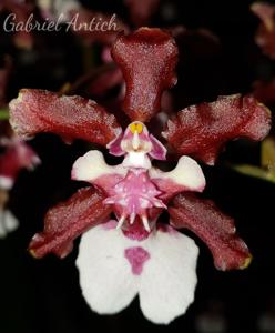 Oncidium Sharry Baby