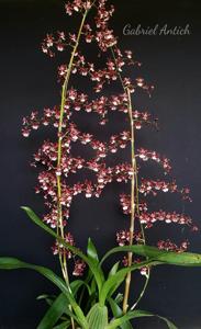 Oncidium Sharry Baby